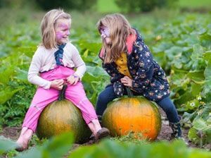 pumpkins