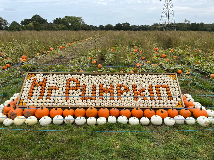 pumpkins halloween