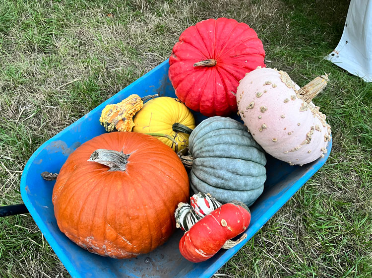 pumpkins derby nottingham